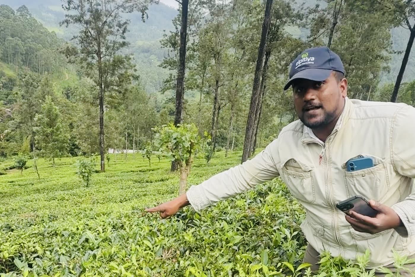 A field officer pointing out plucking condition on a tea bush, phone in hand