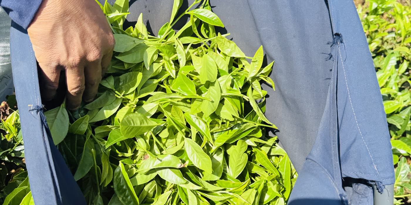 A plucker's bag opened to show the day's fresh leaf
