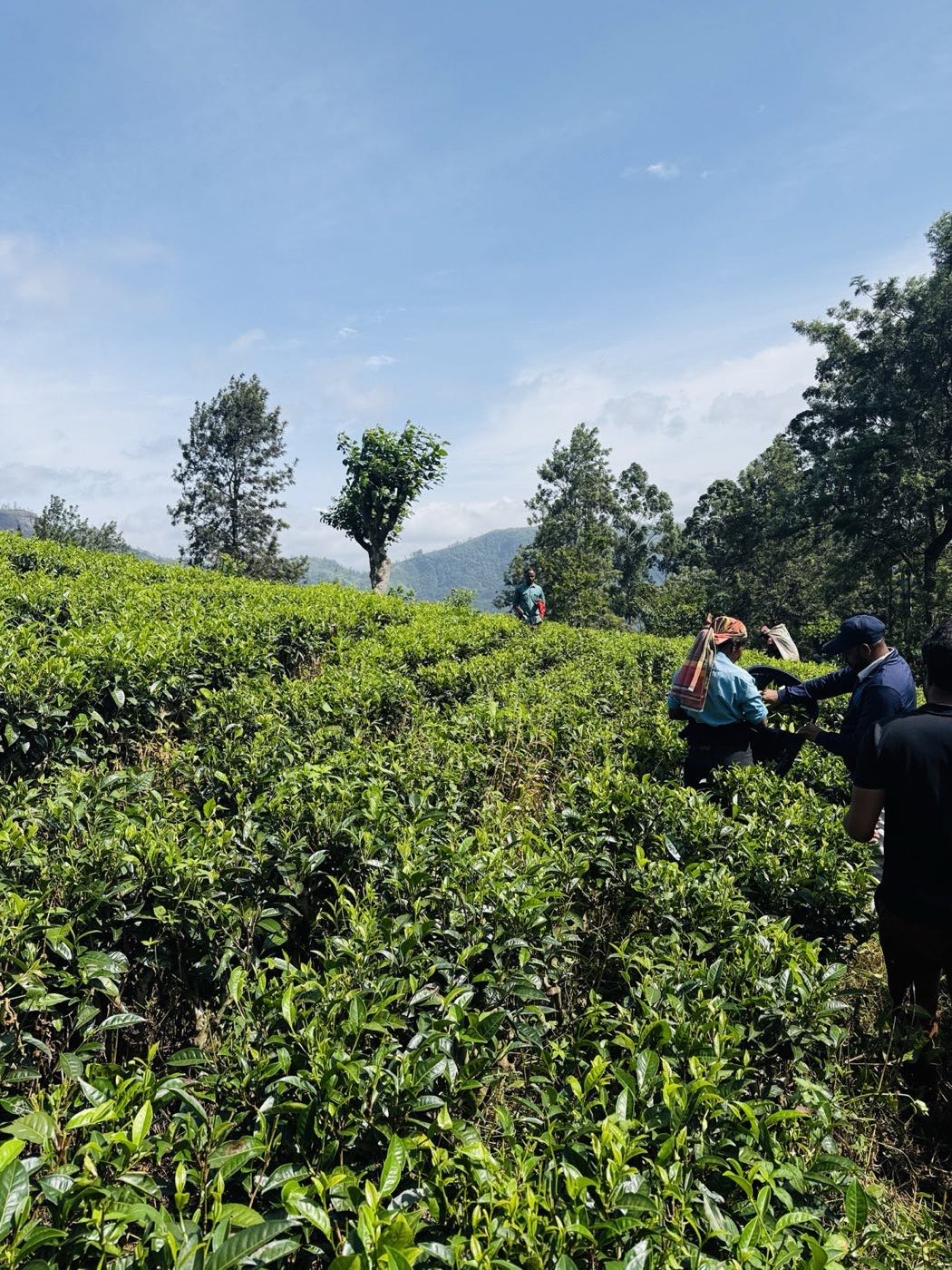 PLANet-ZERO staff talking with pluckers beside a tea plot