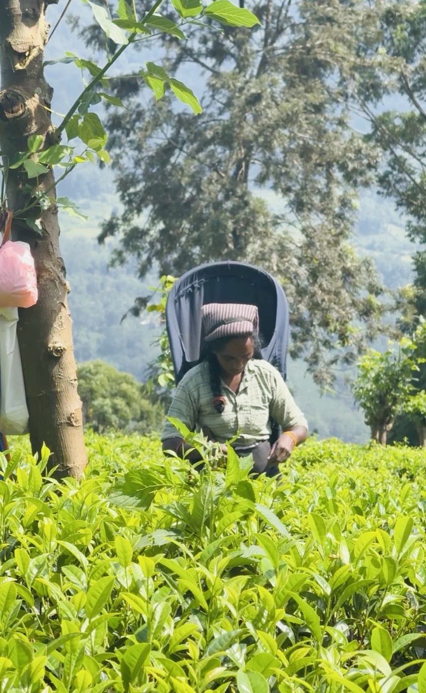 A plucker working a smallholding, basket on her back