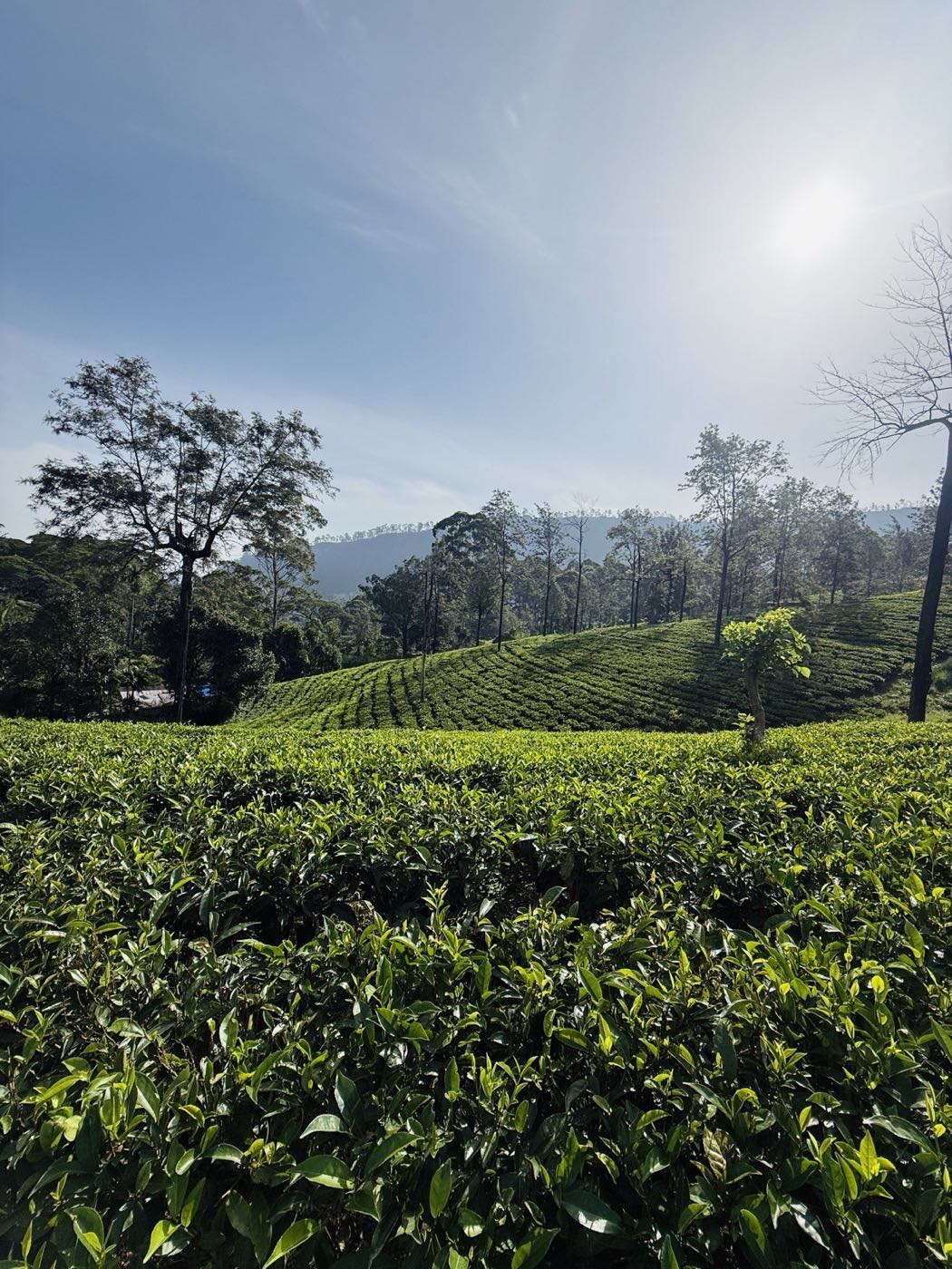 Sri Lankan tea terraces where the PZ pilot is running